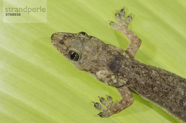 Indo-Pacific Gecko Halbfinger-Gecko (Hemidactylus garnotii)  Alttier auf Bananenblatt  Mittelere Pazifikküste  Costa Rica  Mittelamerika