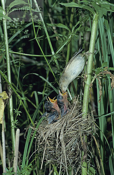 Sumpfrohrsänger (Acrocephalus palustris)  Altvogel füttert Küken im Nest  Dersbach  Schweiz  Europa