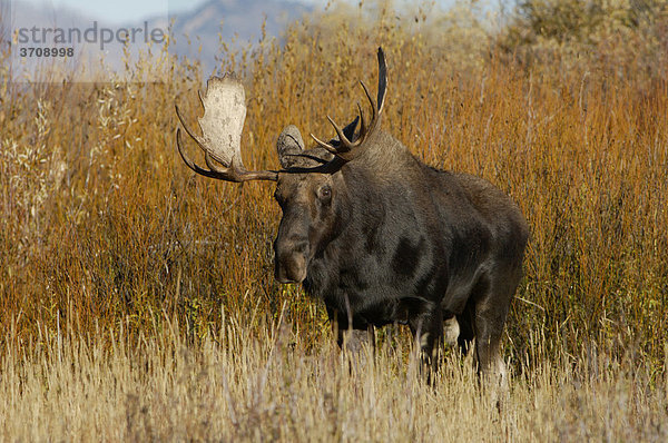 Elch (Alces alces)  Bulle im Herbst  Grand Teton Nationalpark  Wyoming  USA