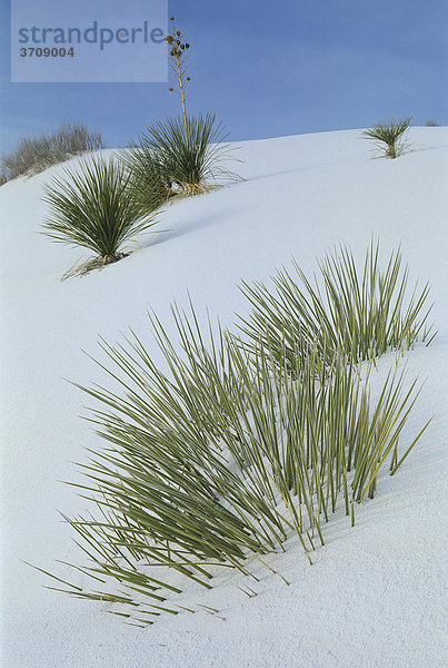 Yuccas in Sanddüne  White Sands National Monument  New Mexico  USA