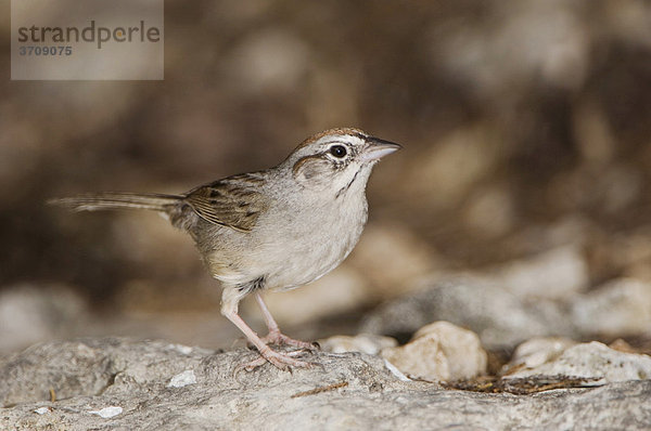 Rufous-crowned Sparrow Ammer (Aimophila ruficeps)  Altvogel  Uvalde County  Hill Country  Texas  USA