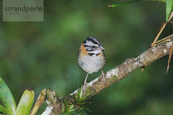 Rufous-crowned Sparrow Ammer (Zonotrichia capensis)  Altvogel  Bosque de Paz  Central Valley  Costa Rica  Mittelamerika