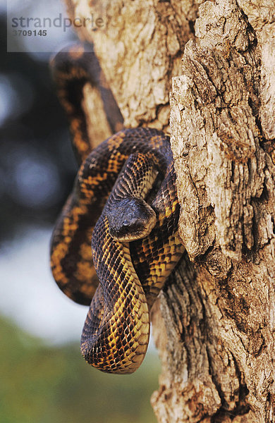 Texas Rat Snake Natter (Elaphe obsoleta lindheimeri)  Alttier klettert auf Baum  Lake Corpus Christi See  South Texas  USA