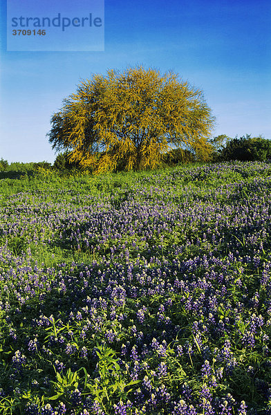 Texas Bluebonnet Lupine (Lupinus texensis) und Huisache Akazie (Acacia farnesiana)  blühend  San Antonio  Hill Country  Texas  USA