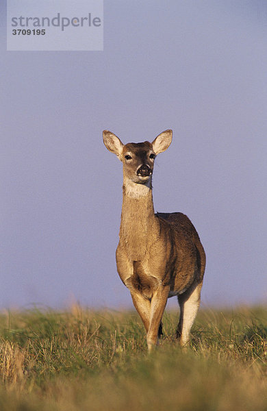 Weißwedelhirsch (Odocoileus virginianus)  Bock  Sinton  Coastal Bend  Texas  USA