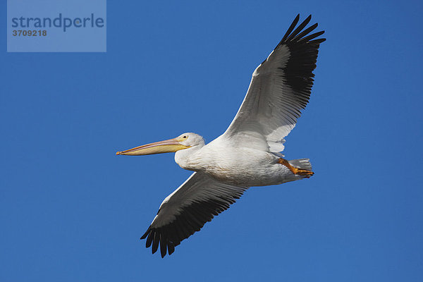 Nashornpelikan (Pelecanus erythrorhynchos)  fliegender Altvogel  Sinton  Corpus Christi  Texas  USA