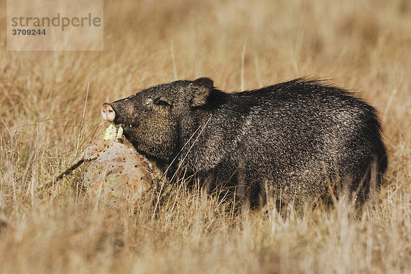 Halsbandpekari  Javelina (Tayassu tajacu)  Alttier frisst einen Kaktus  Sinton  Corpus Christi  Texas  USA