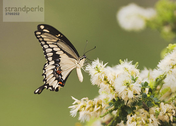 Großer Schwalbenschwanz (Papilio cresphontes)  Alttier frisst an Blüte  Sinton  Corpus Christi  Texas  USA