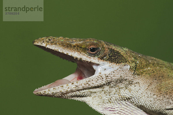 Rotkehlanolis (Anolis carolinensis)  Kopf  Sinton  Corpus Christi  Texas  USA