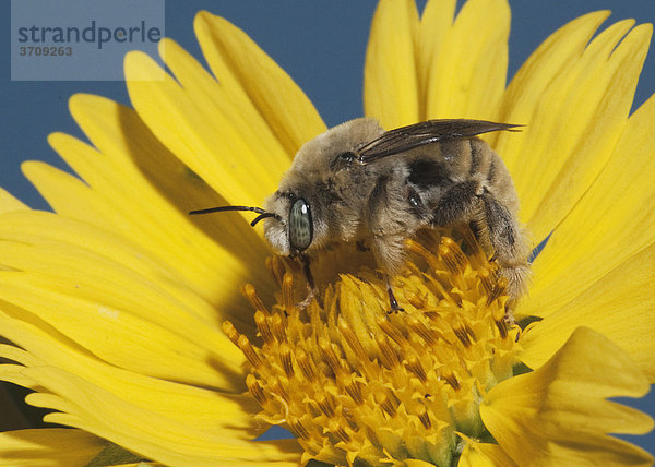 Leafcutter Biene  Mauerbiene (Megachilidae)  Alttier frisst an Gänseblümchen  Sinton  Corpus Christi  Texas  USA