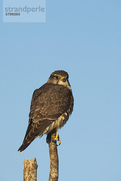 Merlin (Falco columbarius)  sitzender Altvogel  Sinton  Corpus Christi  Texas  USA