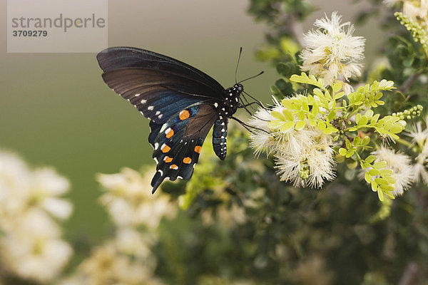 Pipevine Swallowtail Schwalbenschwanz (Battus philenor)  Alttier frisst an Blüte  Sinton  Corpus Christi  Texas  USA