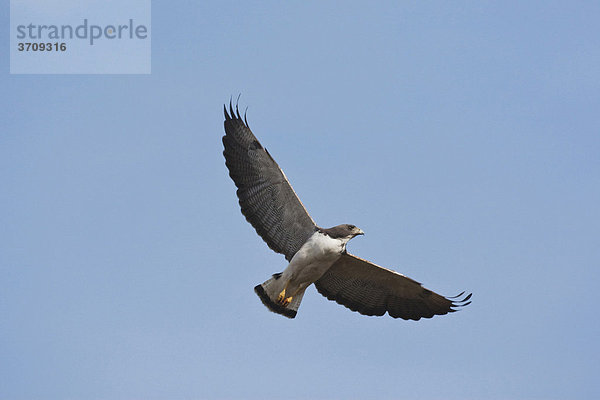 Weißschwanzbussard (Buteo albicaudatus)  fliegender Altvogel  Sinton  Corpus Christi  Texas  USA