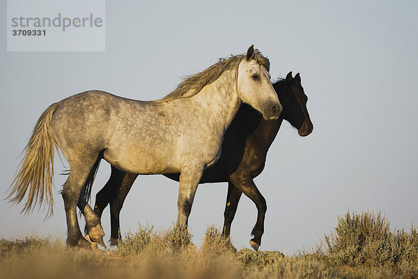 Mustangs (Equus caballus)  Paar  Pryor Mountain Wild Horse Range  Montana  USA