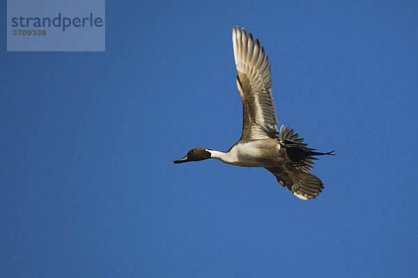 Spießente (Anas acuta)  fliegendes Männchen  Bosque del Apache National Wildlife Refuge  New Mexico  USA