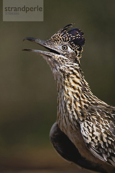 Wegekuckuck (Geococcyx californianus)  Portrait eines Altvogels  Starr County  Rio Grande Tal  Texas  USA