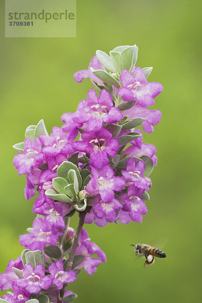 Honigbiene (Apis mellifera)  Alttier fliegt an einen Texas Sage Salbei (Leucophyllum frutescens)  Süd-Texas  USA