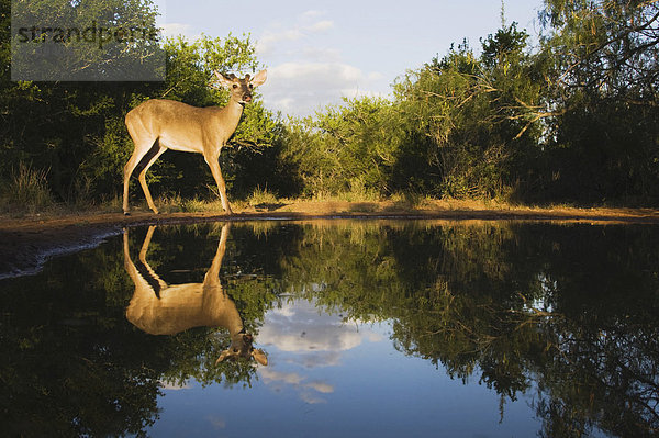 Weißwedelhirsch (Odocoileus virginianus)  Hirsch steht an einem Teich  Rio Grande Tal  Texas  USA