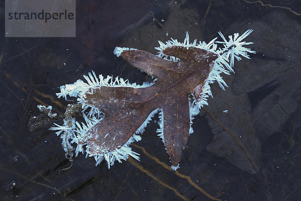 Färber-Eiche  Quercitron-Eiche oder Schwarz-Eiche (Quercus velutina)  Blatt mit Eiskristallen auf zugefrorenem Teich  Lillington  North Carolina  USA