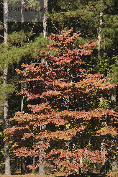 Blüten-Hartriegel oder Amerikanischer Blumen-Hartriegel (Cornus florida) und Weihrauch-Kiefer (Pinus taeda)  Herbstfarben  Raven Rock State Park  Lillington  North Carolina  USA
