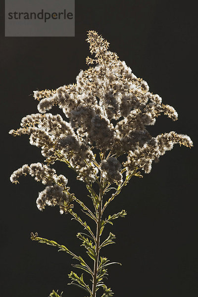Tall Goldenrod Goldrute (Solidago altissima)  Samenstand  North Carolina  USA