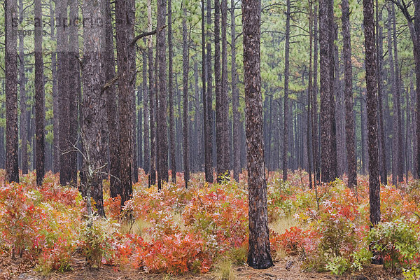 Scharlach-Eiche (Quercus coccinea) und Sumpf-Kiefer (Pinus palustris)  Herbstfarben  Weymouth Woods Sandhills Naturpark  Southern Pines  North Carolina  USA