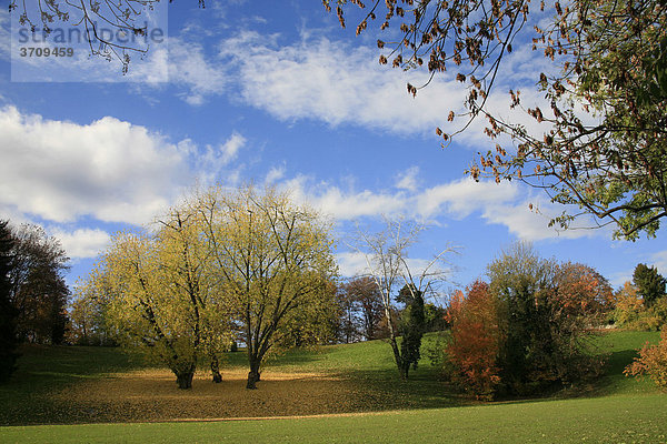 Bäume im Herbst in Zürich  Schweiz  Europa