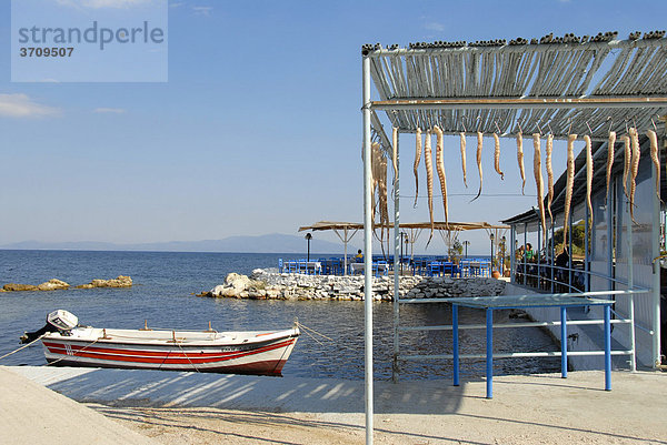 Arme mit Saugnäpfen von Kraken  Tintenfischen (Octopus) aufgehängt  Motorboot an Küste  Agios Ioanis bei Mytilini  Insel Lesbos  Ägäis  Griechenland  Europa