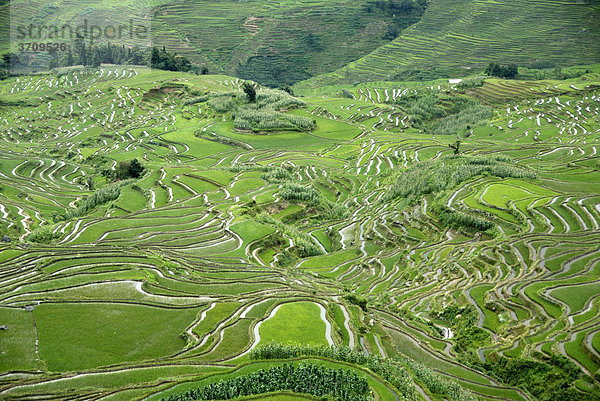 Grüne Reisfelder am Hang  Reisterrassen  Yuanyang  bei Xinjie  Provinz Yunnan  Volksrepublik China  Asien