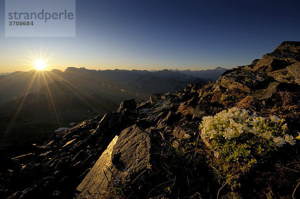 Sonnenaufgang mit Moos-Steinbrech (Saxifraga bryoides)  Gaschurn  Montafon  Vorarlberg  Österreich  Europa