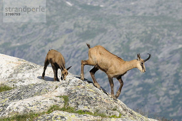 Gämse (Rupicapra rupicapra) mit Kitz im Gebirge der Schweizer Alpen  Schweiz  Europa