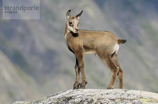 Junge Gämse (Rupicapra rupicapra) auf Felsplatte stehend