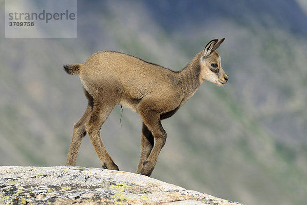 Junge Gämse (Rupicapra rupicapra) auf Felsplatte stehend