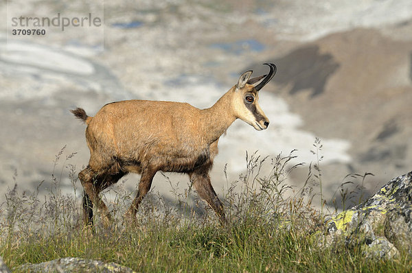 Gämse (Rupicapra rupicapra)