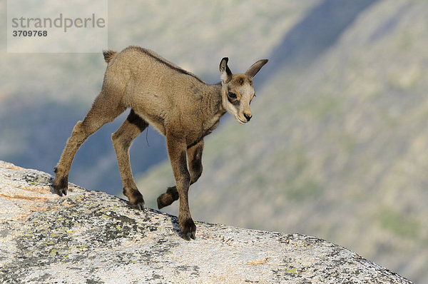 Gämskitz (Rupicapra rupicapra)