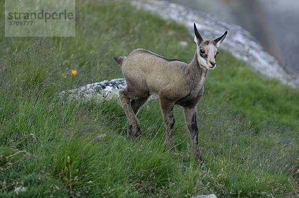 Gämskitz (Rupicapra rupicapra)