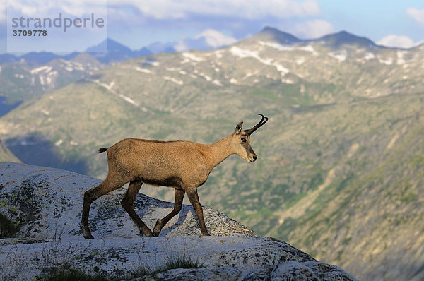 Gämse (Rupicapra rupicapra)  dahinter die Berner Alpen  Schweiz  Europa