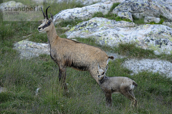 Gämse (Rupicapra rupicapra) mit Kitz