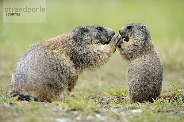 Alpenmurmeltier (Marmota marmota) mit ihrem Jungen beim Betteln von Futter