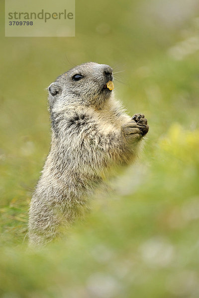Alpenmurmeltier (Marmota marmota) auf den Hinterbeinen stehend beim Fressen