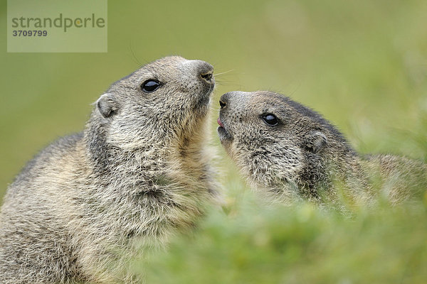Zwei junge Alpenmurmeltiere (Marmota marmota) beschnuppern sich gegenseitig