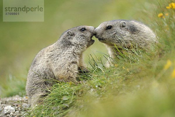 Zwei junge Alpenmurmeltiere (Marmota marmota) beschnuppern sich gegenseitig