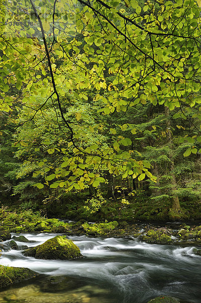 Herbstlich verfärbter Wald am Fluss Orbe  Vallorbe  Jura  Schweiz  Europa