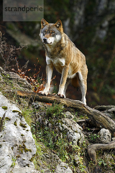 Wolf (Canis lupus) auf Ast stehend