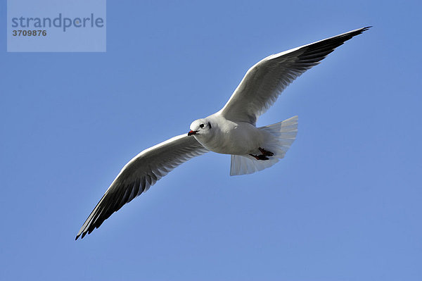 Lachmöwe (Larus ridibundus) im Flug