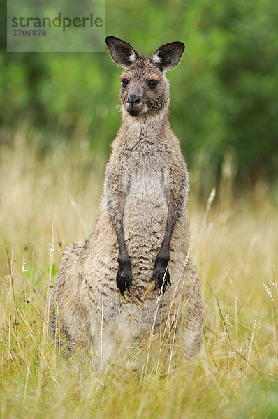 Westliches graues Riesenkänguru  (Macropus fuliginosus)  Australien