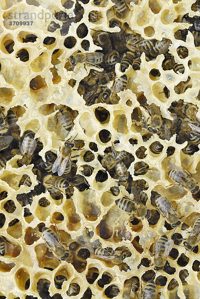 Natürlicher Wachs-Wabenbau in einem Bienennest mit Honigbienen (Apis mellifera)