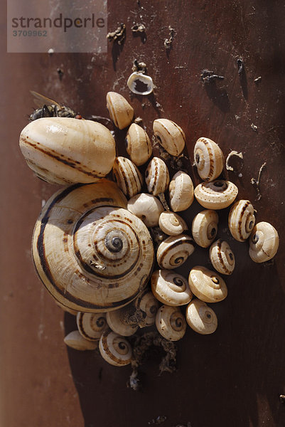 Ansammlung von Schnecken in Hitzestarre