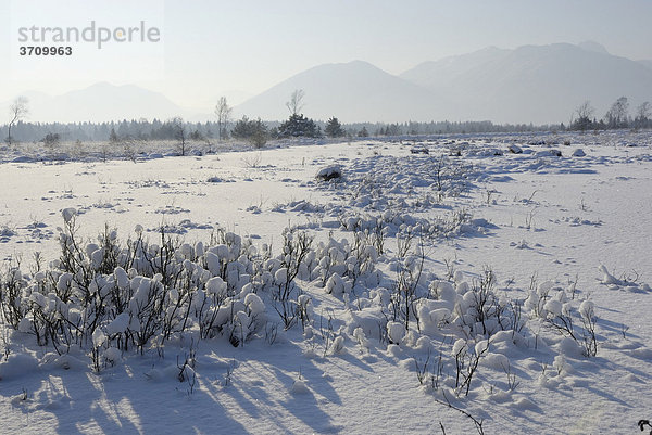 Frisch verschneite Moorlandschaft im Voralpenland  bei Rosenheim  Inntal  Bayern Deutschland  Europa