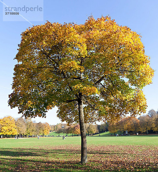 Spitz-Ahornbaum (Acer platanoides) im Herbst  Westpark  München  Bayern  Deutschland  Europa